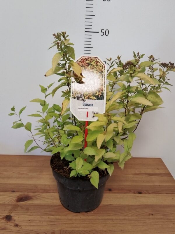Spiraea japonica 'Goldmound'