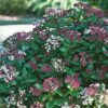 Viburnum tinus Gwenllian Viburnum tinus 'Gwenllian'
