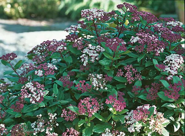 Viburnum tinus Gwenllian Viburnum tinus 'Gwenllian'