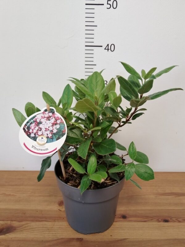 Viburnum tinus Gwenllian-tvrtko Viburnum tinus 'Gwenllian'