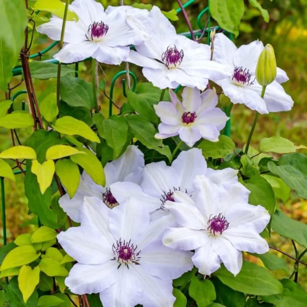 bosrank-clematis-miss-bateman Clematis 'Miss Bateman'