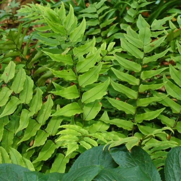 Cyrtomium fortunei var. clivicola - japanska paprat