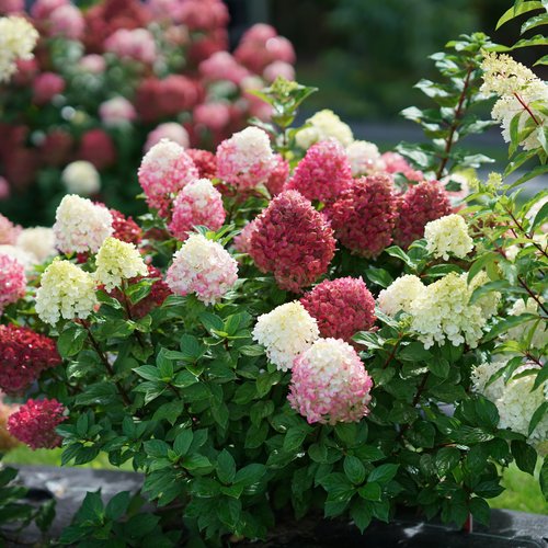 hydrangea-paniculata-little-lime-punch-2 Hydrangea paniculata mix 'Beauty Line'