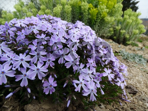 Phlox subulata 'Cushion Blue'