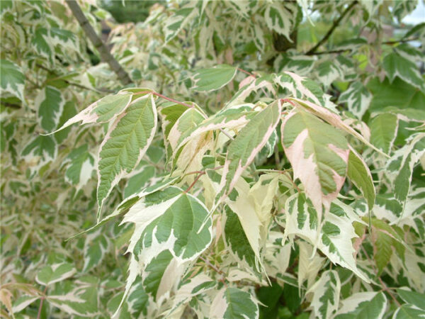 Acer negundo 'Variegatum'