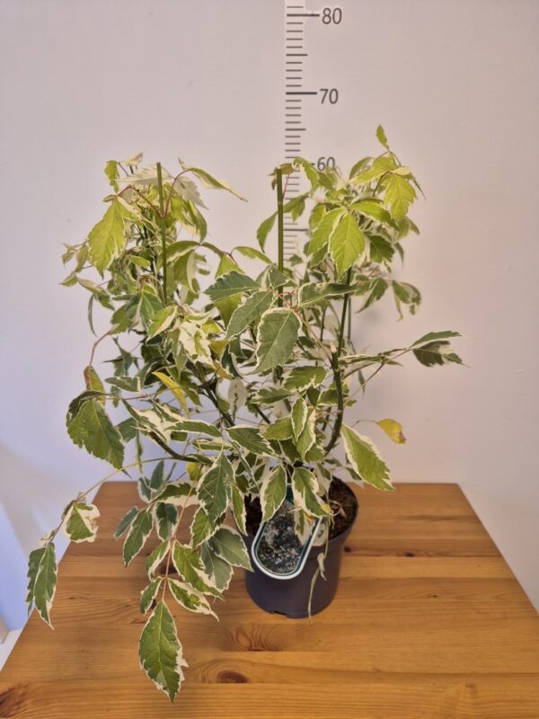 Acer negundo 'Variegatum'