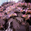 Albizia julibrissin 'Summer Chocolate'