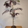 Albizia julibrissin 'Summer Chocolate'