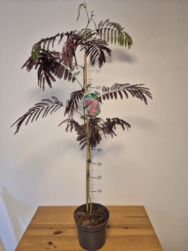 Albizia julibrissin 'Summer Chocolate'