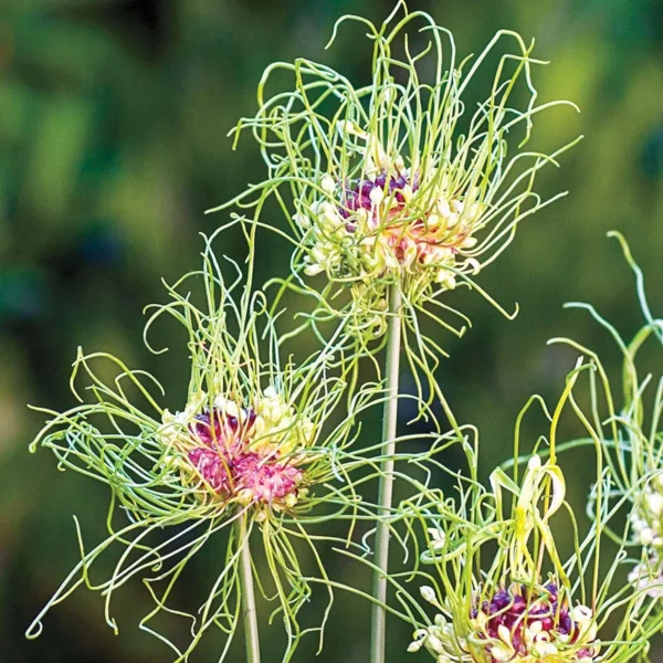 Allium 'Hair' – Ukrasni luk