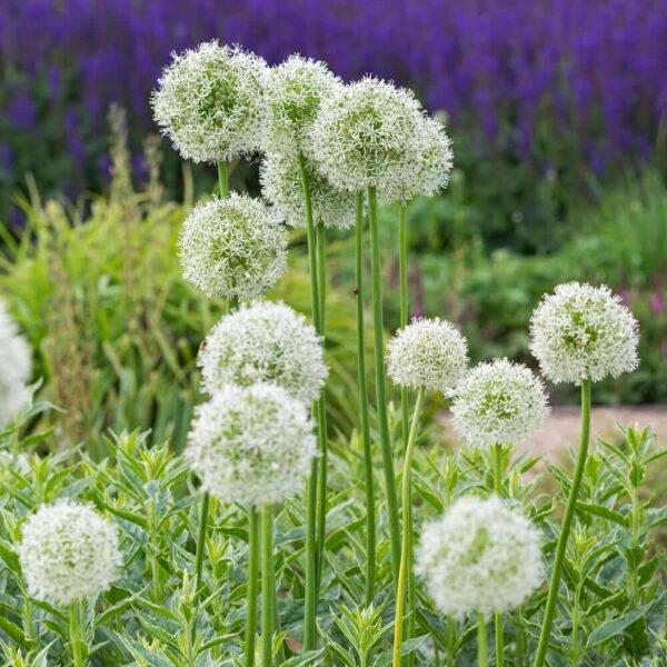 Allium 'Mount Everest' – ukrasni luk