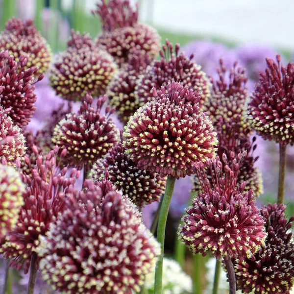 Allium Red Mohican Allium 'Red Mohican' – Ukrasni luk