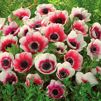 Anemone coronaria 'Bicolor'