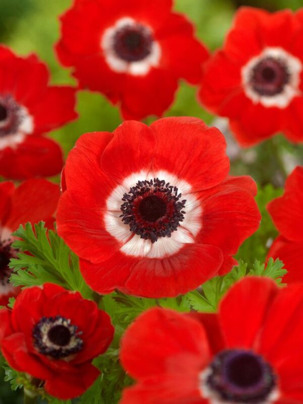 Anemone coronaria 'Hollandia'