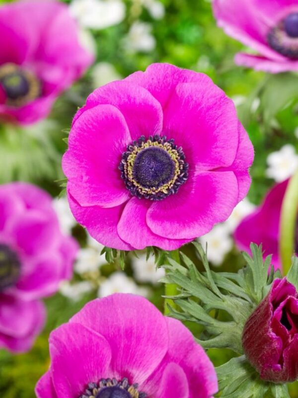 Anemone coronaria 'Sylphide'