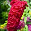 Buddleja davidii 'Royal Red'