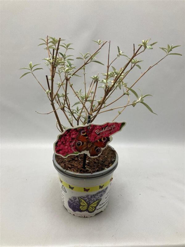 Buddleja davidii 'Royal Red'