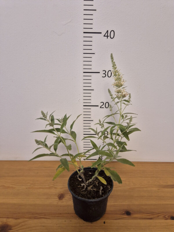 Buddleja 'White Profusion'