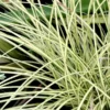 Carex Jenneke Carex 'Jenneke'