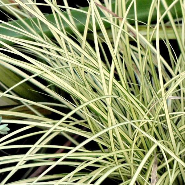 Carex Jenneke Carex 'Jenneke'