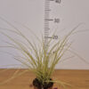 Carex Jenneketvrtkohr Carex 'Jenneke'