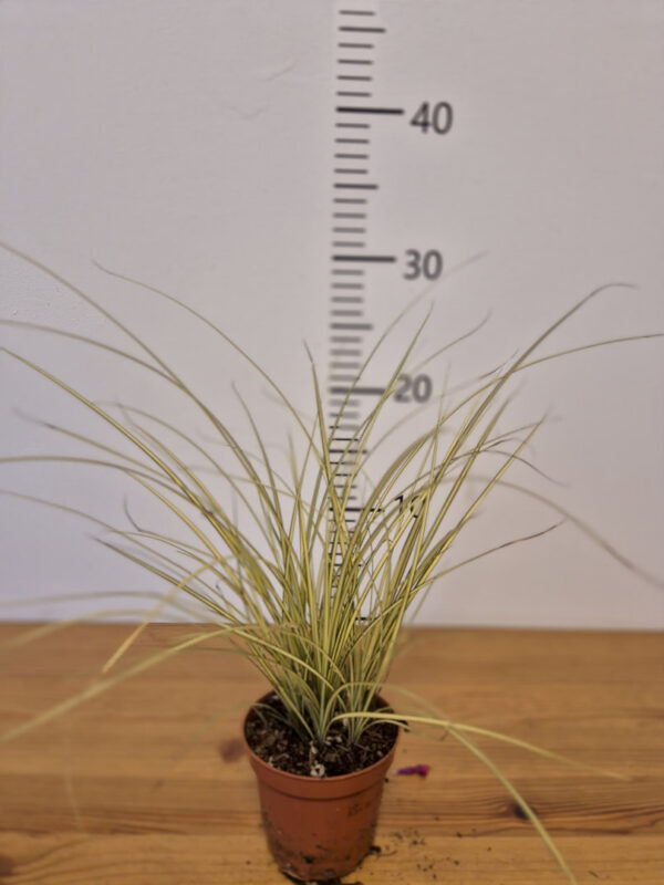 Carex Jenneketvrtkohr Carex 'Jenneke'