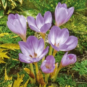 Colchicum The Giant Colchicum 'The Giant' – Mrazovac
