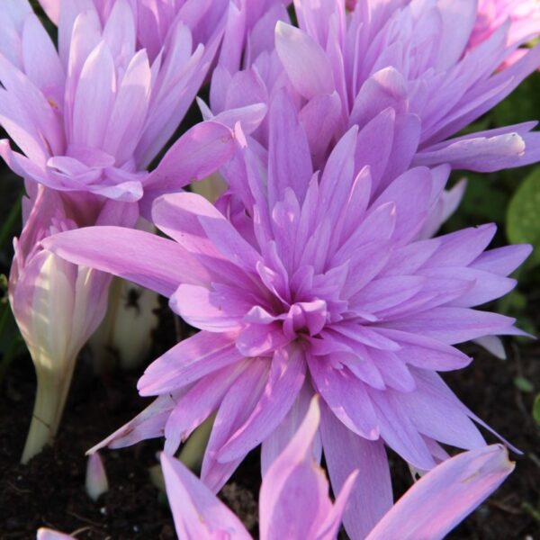 Colchicum Waterlilly Colchicum 'Waterlilly' – Mrazovac