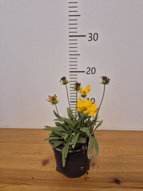 Coreopsis grandiflora 'Presto'