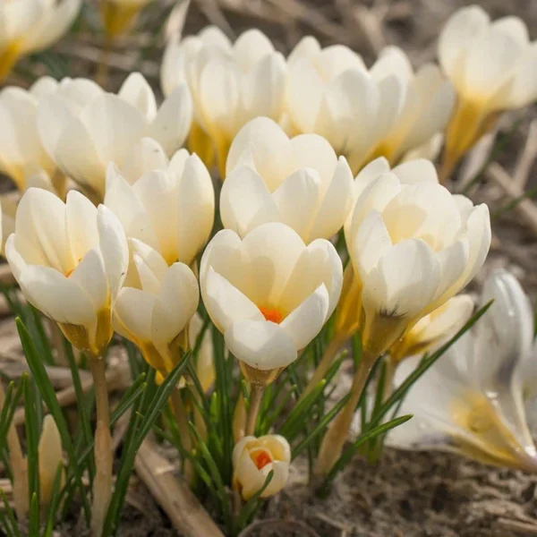 Crocus 'Cream Beauty' – šafran