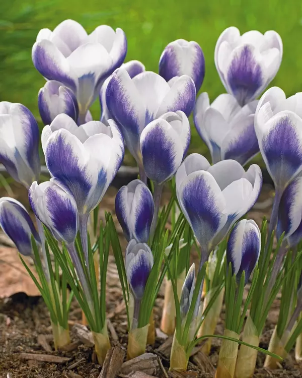 Crocus 'Prins Claus' - šafran