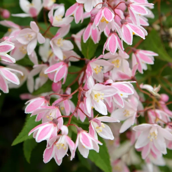 Deutzia Yuki Cherry Blossom Deutzia 'Yuki Cherry Blossom'