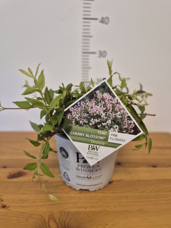 DeutziaYuki Cherry Blossomtvrtkohr Deutzia 'Yuki Cherry Blossom'