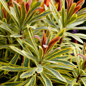 Euphorbia 'Ascot Rainbow'