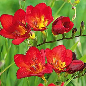 Freesia red Freesia 'Red'