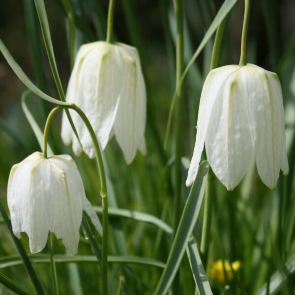 Fritillaria meleagris 'Alba' - kockavica