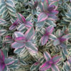 Hebe andersonii 'Tricolor'
