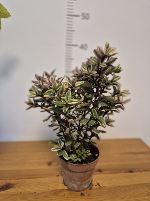 Hebe andersonii 'Tricolor'