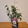 Hibiscus syriacus mix