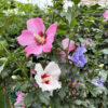 Hibiscus syriacus mix