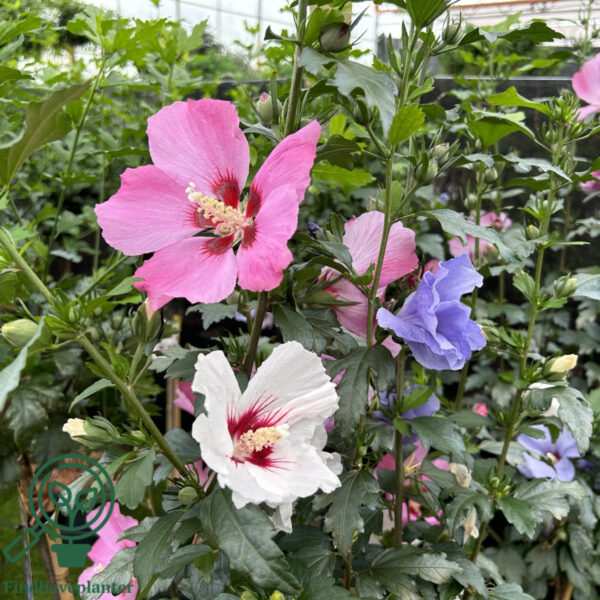 Hibiscus syriacus mix