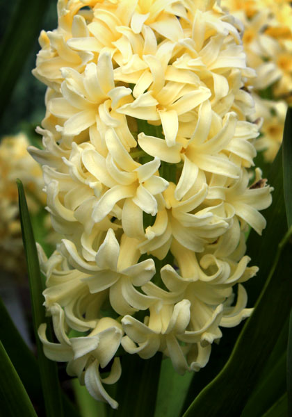 Hyacinthus 'City of Haarlem' – zumbul