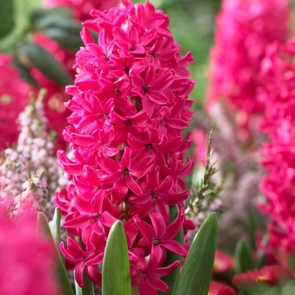 Hyacinthus 'Jan Bos' - zumbul