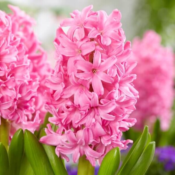 Hyacinthus 'Pink Pearl' – zumbul