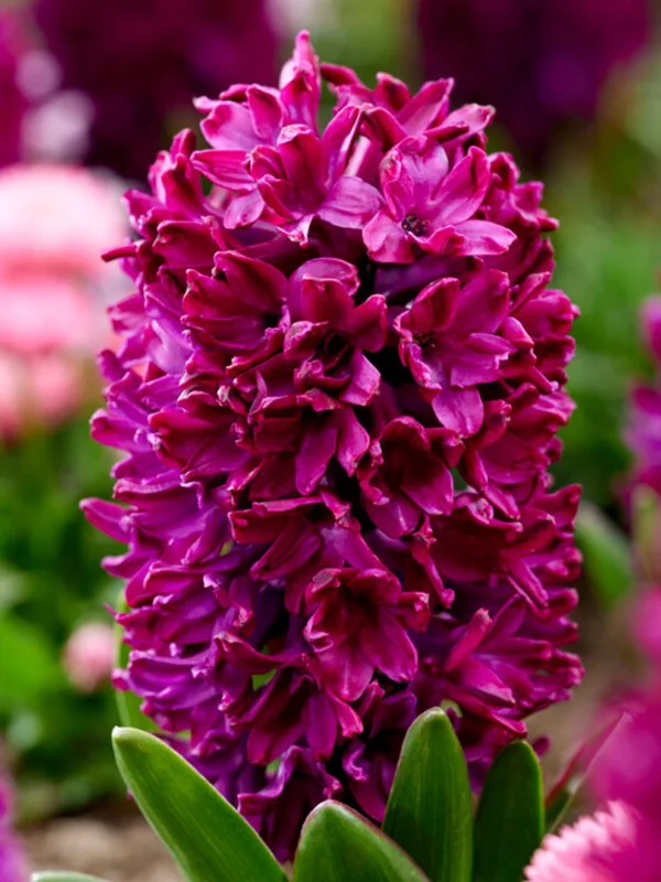 Hyacinthus Woodstock Hyacinthus 'Woodstock' – zumbul