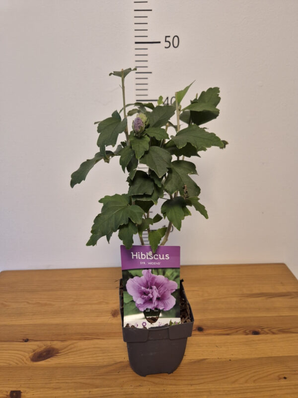 Hibiscus syriacus mix