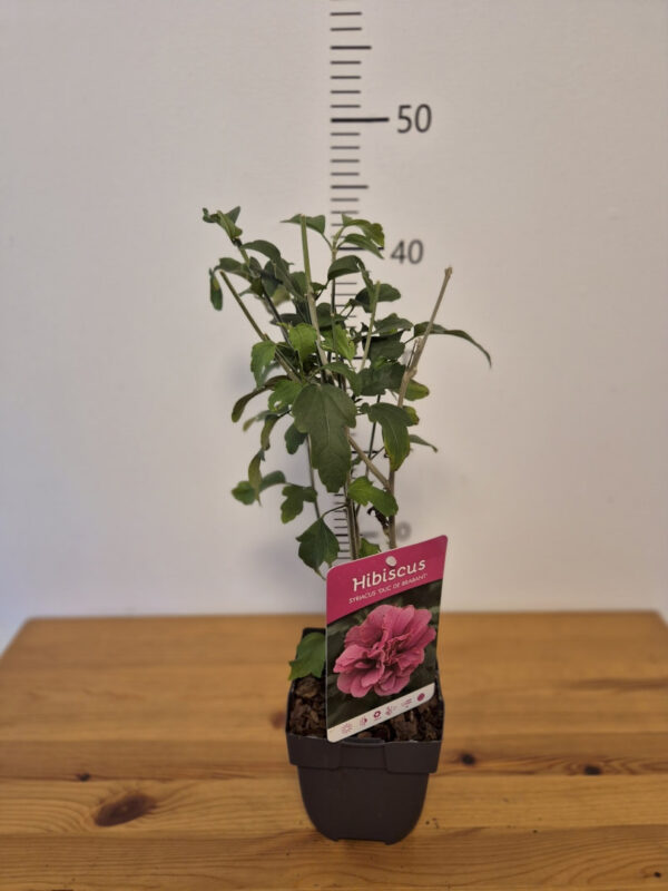 Hibiscus syriacus mix