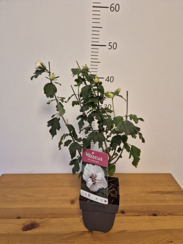 Hibiscus syriacus mix