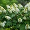 Hydrangea quercifolia