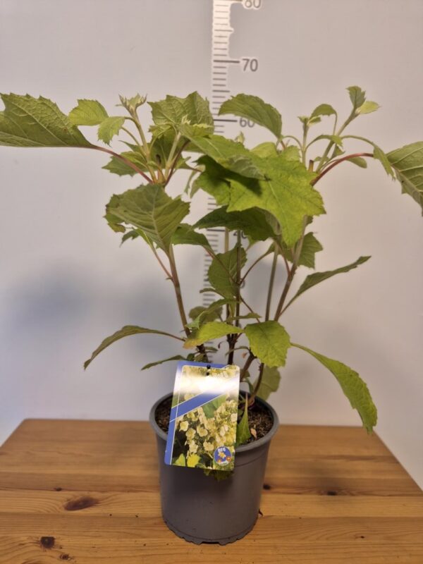 Hydrangea quercifolia